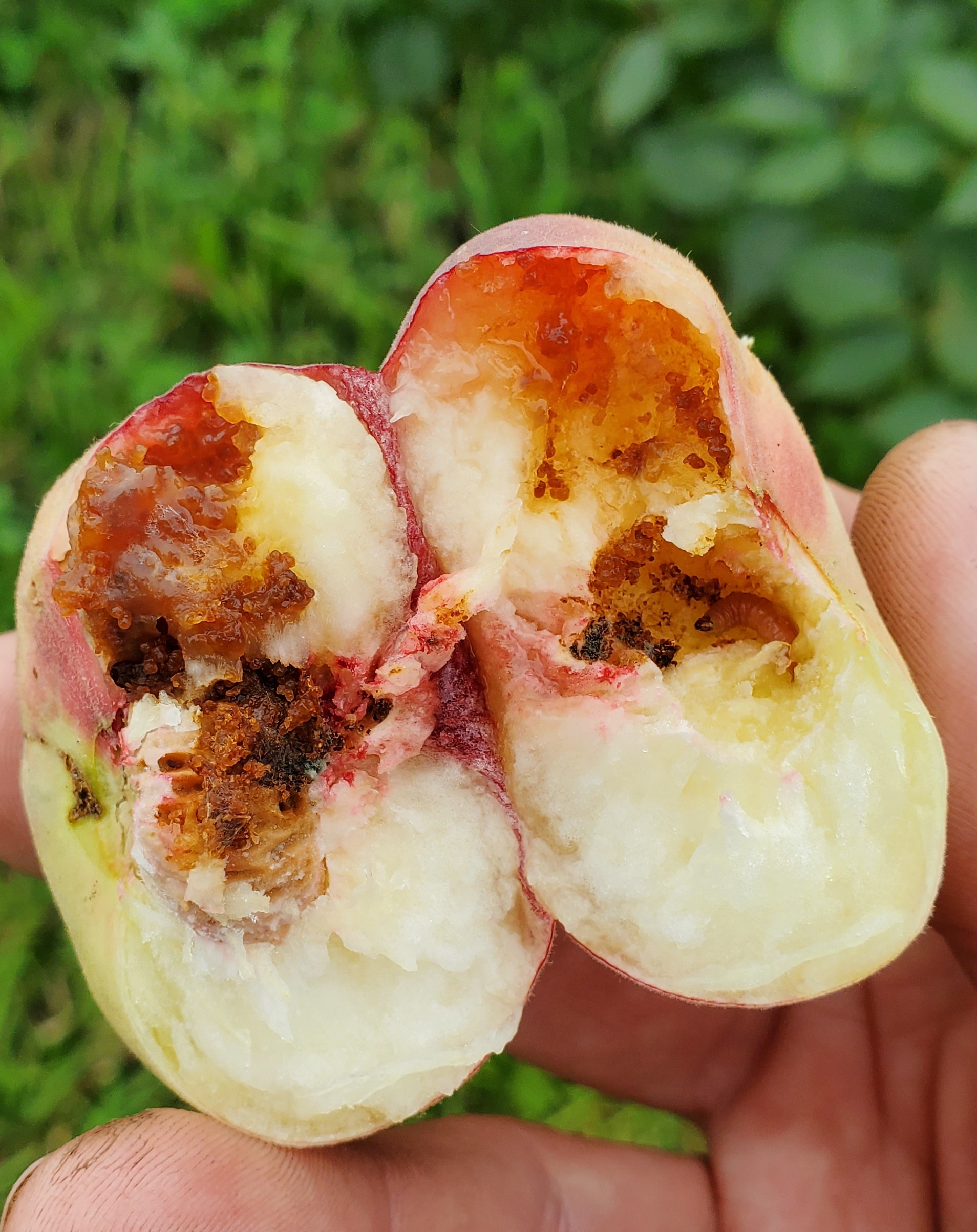 The inside of a peach with fruit damage.
